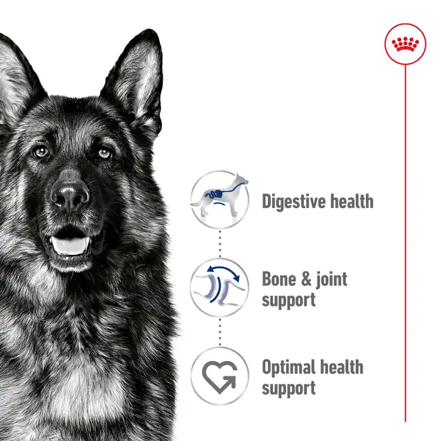 ROYAL CANIN Maxi Large Breed Adult Dry Dog Food - Image 2